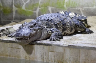 Loni v protivínské zoo zahájili projekt na záchranu krokodýlů siamských.