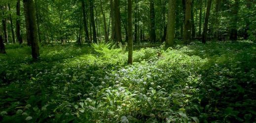 Bělověžský prales.