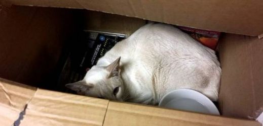 Kočka Cupcake odeslaná poštou.
