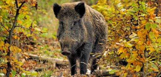 Přemnožená divoká prasata ničí louky, pole, ploty i zahrady.