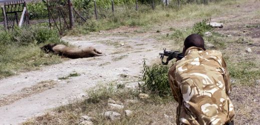 Lev Mohawk utekl z národního parku Nairobi a zaútočil na člověka.