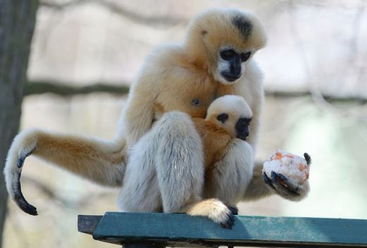 Sameček Luki přišel na svět před půl rokem a je prvním plzeňským odchovem gibbona bělolícího.