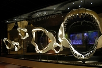 Zrekonstruované čelisti megalodona.