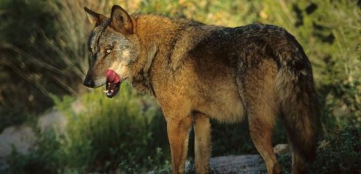 Vlk iberský žije ve volné přírodě na Pyrenejském poloostrově.