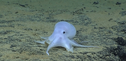 Nová chobotnice vypadá jako duch Casper.