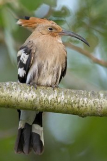 Dudek je pták velikosti hrdličky, který je typický výraznou vztyčitelnou chocholkou na hlavě a dlouhým tenkým zobákem.