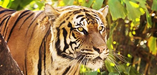Během nejnovějšího sčítání bylo registrováno 3890 tygrů.