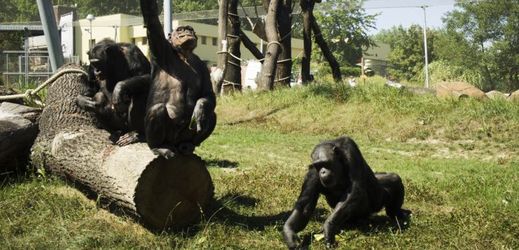 Šimpanzí samci mají doplnit tři nové samice, v zoo tak vznikne nová chovná skupina.