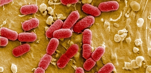 Střevní bakterie Escherichia coli.