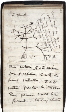 Strom života ze zápisníku Charlese Darwina z roku 1837.