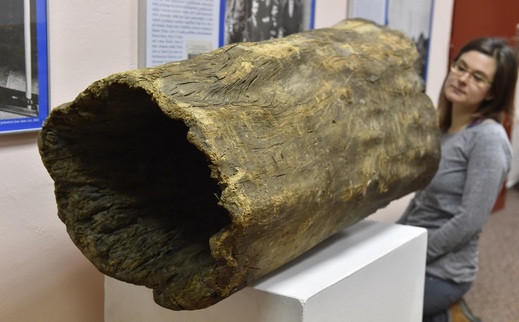 Zkamenělý kmen lípy, který sloužil při čerpání luhačovické minerální vody lovcům mamutů.