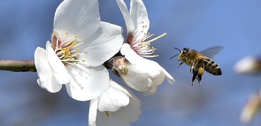 Samotářské včely nežijí v úlech, hnízdí ve škvírách či si vyhrabávají nory v hlíně a písku (ilustrační foto).