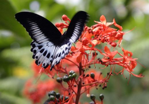 Papilio memnon.