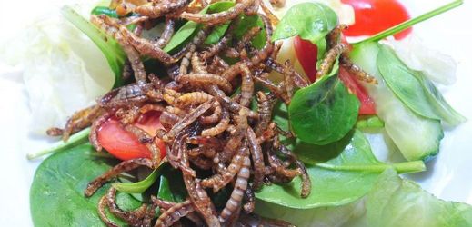 Zajímavostí brněnských akcí je Extrem Food Festival, na kterém lze ochutnat brouky a červy.