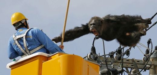 Z japonské zoo utekl šimpanz jménem Čača.