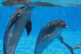 Delfíni (ilustrační foto).