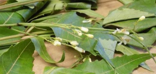 Listy stromu zederah indický jsou na seznamu zakázaných rostlin k výrobě potravin.
