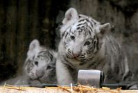 Mláďata vzácných bílých tygrů se narodila koncem února.