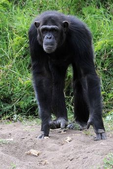 Šimpanzici v nizozemské zoo vědci nenáviděli kvůli jejímu chování a přirovnávali ji k čarodějnici (ilustrační foto).
