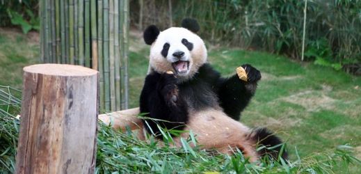 Pandy ukázaly návštěvníkům, jak žvýkají bambus, převalují se - a občas si zdřímnou.
