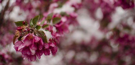 Jarní květy pod sněhem (ilustrační foto).