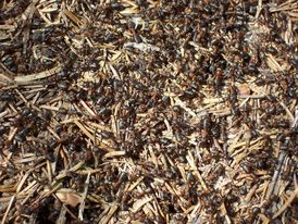 Mravenci rodu Myrmica byli během výzkumu zaznamenáni nejčastěji, naopak lesní mravenci rodu Formica se vyskytují pouze řídce.