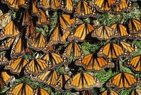 Motýli monarchové stěhovaví.