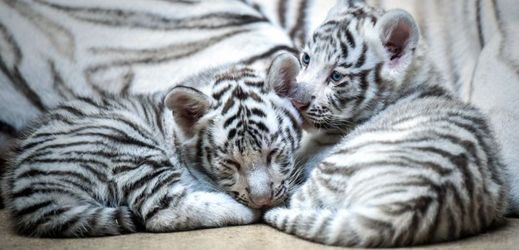 Dvouměsíční koťata jsou lákadlem zoo.