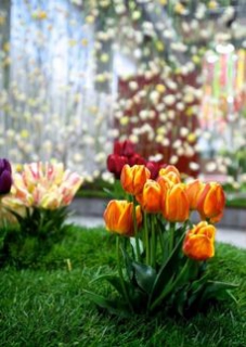 Letošní jarní květinová expozice nese název Květinová pohádka.