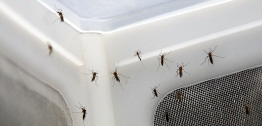 Korejci se budou bránit proti komárům přenášejícím virus zika.