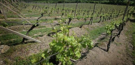 Ranní mrazíky budou mít vliv na letošní úrodu, škodu zatím Svaz vinařů nevyčíslil (ilustrační foto).
