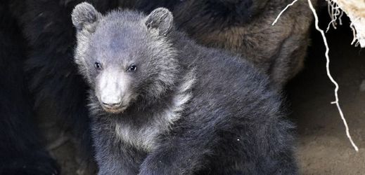 Medvídě se v zoo narodilo již koncem ledna.