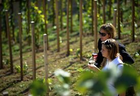 Ve Svatováclavské vinici se bude o víkendu slavit Svátek růžových vín.