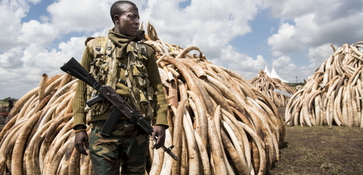 Keňa spálí 105 tun slonoviny.