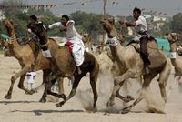 Velbloudí závody v kataru jsou velmi populární, spojují totiž Katarce s jejich tradicemi.