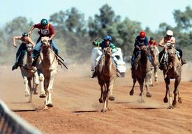 Profesionální velbloudí závody začaly v Kataru již v roce 1971.