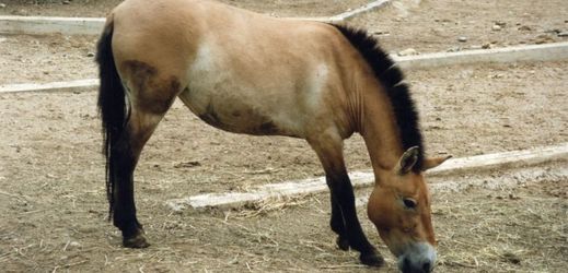 Pražská zoo dlouhodobě organizuje návrat koní Převalského do mongolské přírody.
