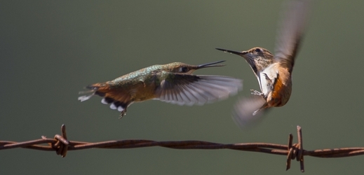 Kolibříci patřili k původním hostitelům lidských parazitů.