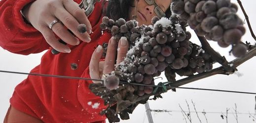 Na ilustračním snímku sklizeň ledového vína. Na rozdíl od jarních mrazů, v tomto případě vinařům mrazy nevadí...