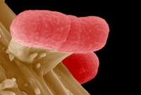 Asi nejprozkoumanější mikrob na světě je střevní tyčka Escherichia coli.