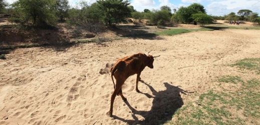 Zimbabwe čelí jednomu z nejhorších období sucha v dějinách.