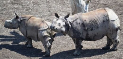 Nosorožci v plzeňské zoologické zahradě.