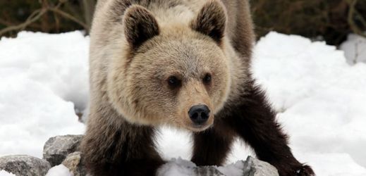 Turisty oblíbené medvídě nejspíš zabil dospělý medvěd.