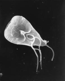 Parazit lamblie má mitochondrie tak zjednodušené, že skoro nejsou k poznání. Obejít se bez nich ale nedokáže.