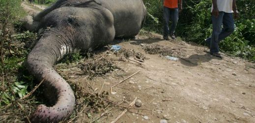 V největší indonéské zoo, která se přezdívá "zoo smrti" nedávno uhynul vzácný slon sumaterský (ilustrační foto).