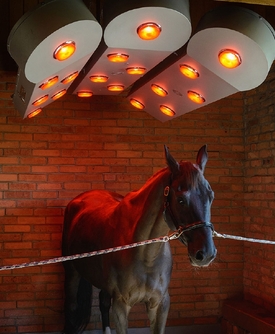 Při relaxaci mohou koně využívat i speciálních solárií.