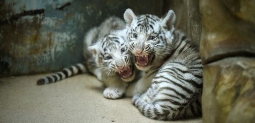 Mláďata bílých tygrů čekají křtiny, liberecká zoo odtajní jejich jména.