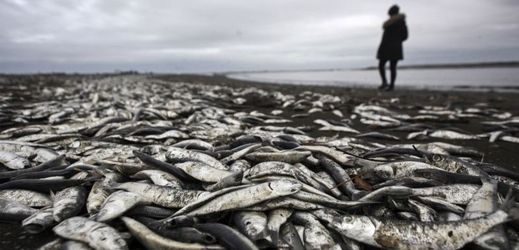 Moře již několik týdnů vyplavuje na břeh statisíce uhynulých mořských živočichů.
