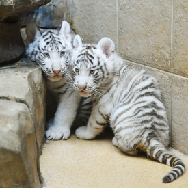 Dvě mláďata bílých tygrů v liberecké zoo.