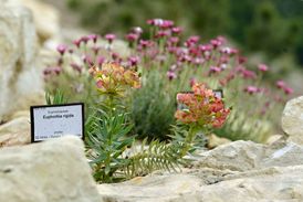 Expozice představí stovky druhů rostlin, které na evropských horách rostou.